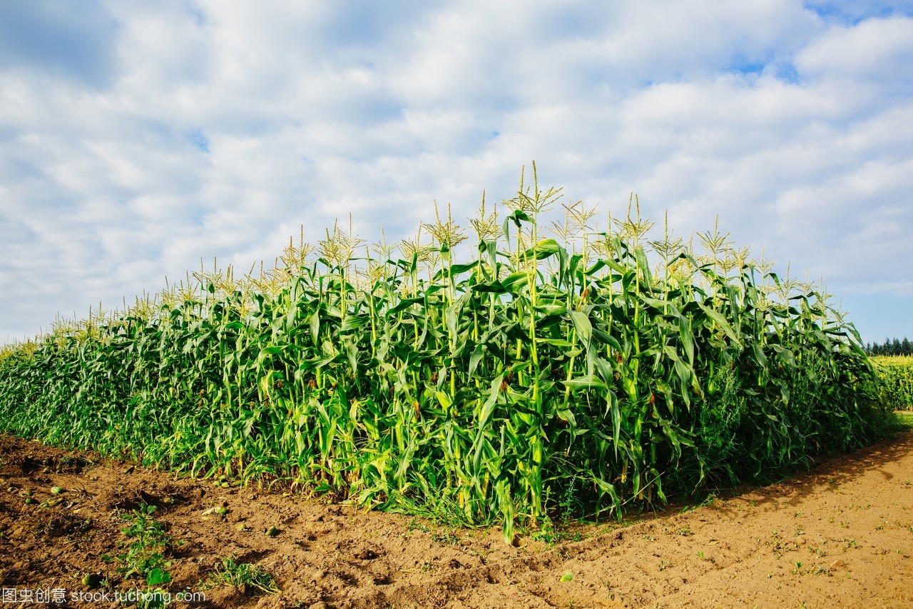 玉米秸秆生长在农村作物田里