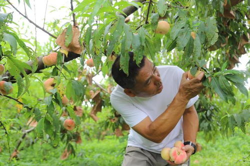台风要来了,树上的桃子怎么办 沪郊农民抓紧抢收农作物
