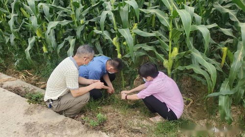 惠州市农业农村综合服务中心开展土壤墒情调查监测指导做好农作物水肥管理工作