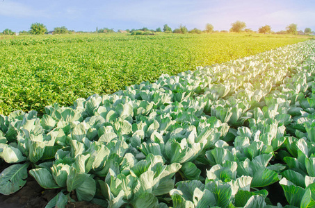 卷心菜种植园生长在田间。新鲜的有机蔬菜。风景农业。农田、农业