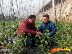 精准扶贫为威县带来的新变